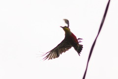 Melanerpes flavifrons