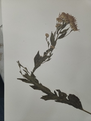 Eucephalus engelmannii