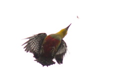 Melanerpes flavifrons