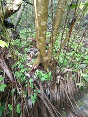 Cecropia schreberiana