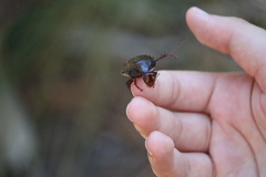 Eurycotis floridana