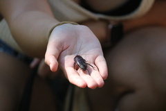 Eurycotis floridana