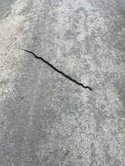 Pantherophis alleghaniensis