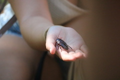 Eurycotis floridana