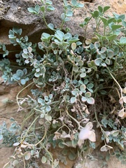 Sarcocapnos enneaphylla