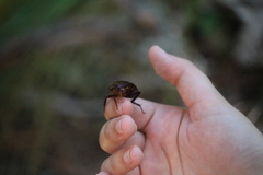 Eurycotis floridana