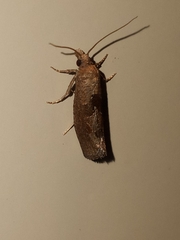 Pelochrista similiana