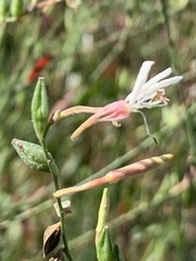 Gaura