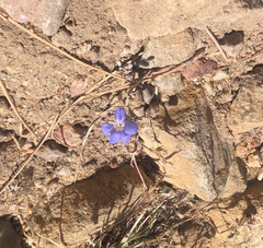 Eriastrum sapphirinum sapphirinum