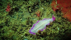 Prostheceraeus roseus