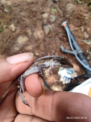 Anolis nebulosus