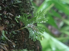 Hymenophyllaceae
