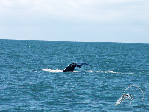 Humpback Whale