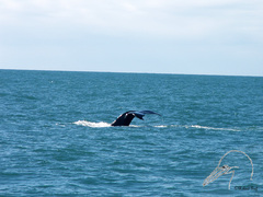 Humpback Whale