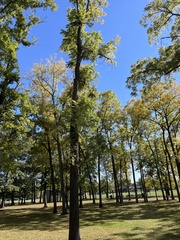 Liquidambar styraciflua