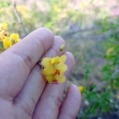 Haematoxylum brasiletto