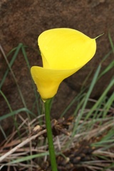 Zantedeschia pentlandii
