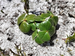 Oxalis truncatula