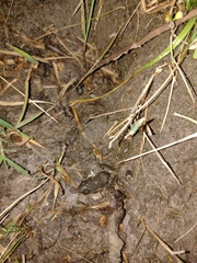 Leptodactylus latinasus