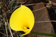 Zantedeschia pentlandii