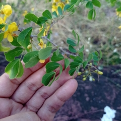 Haematoxylum brasiletto