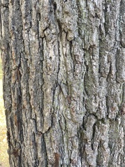 Liquidambar styraciflua