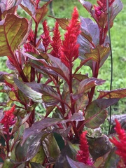 Celosia