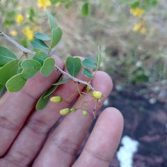 Haematoxylum brasiletto