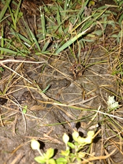 Leptodactylus latinasus