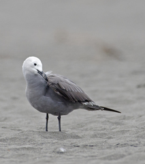 Leucophaeus modestus