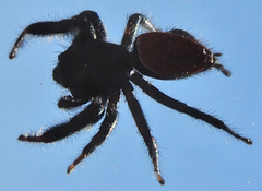 Phidippus carneus