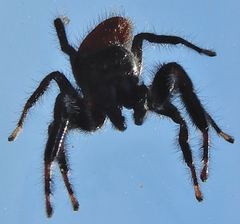 Phidippus carneus