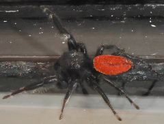 Phidippus carneus