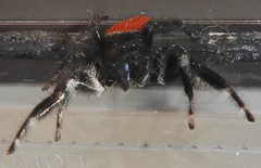 Phidippus carneus