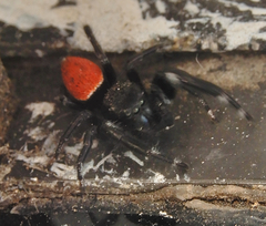 Phidippus carneus