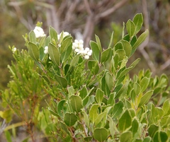 Olea capensis capensis