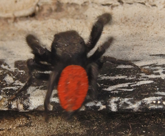 Phidippus carneus