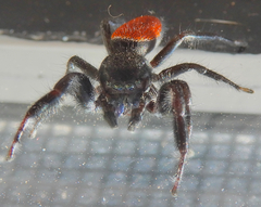 Phidippus carneus