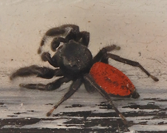 Phidippus carneus