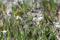 Colias electo electo