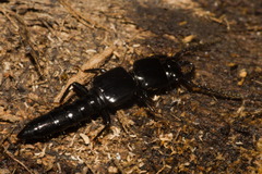 Osoriinae