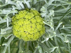 Hymenolepis crithmifolia