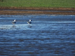 Chroicocephalus maculipennis