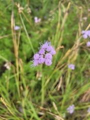 Conoclinium dissectum