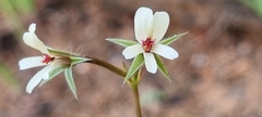 Pelargonium elongatum