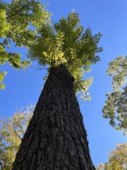 Liquidambar styraciflua