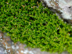 Tortella tortuosa