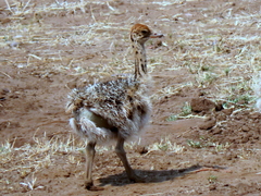 Struthio camelus australis