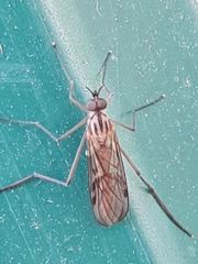 Sylvicola
