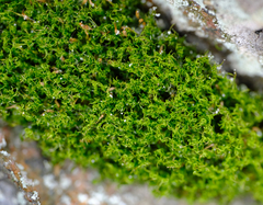 Tortella tortuosa
